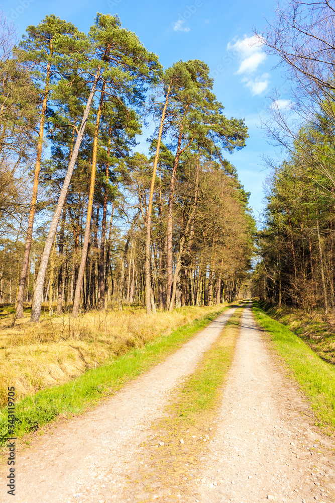 Road in forest on sunny spring day in Puszcza Niepolomicka near Krakow city, Poland