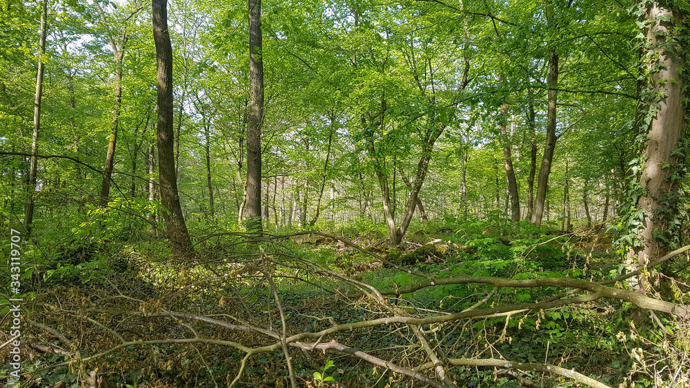 Obraz premium Bannwald