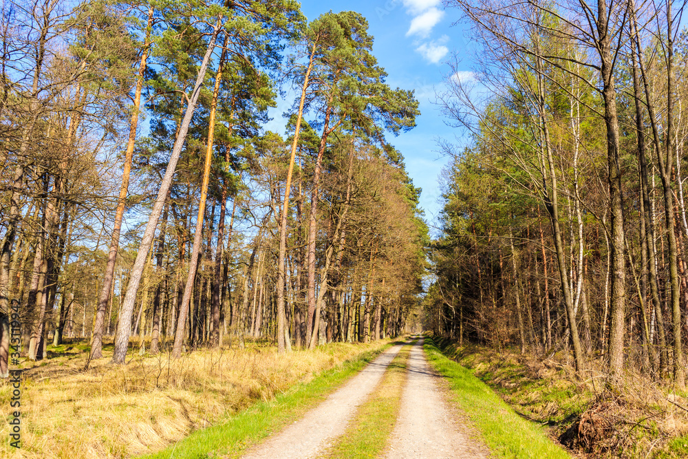 Road in forest on sunny spring day in Puszcza Niepolomicka near Krakow city, Poland Road in forest on sunny spring day in Puszcza Niepolomicka near Krakow city, Poland