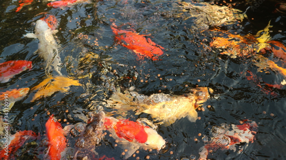 Many colorful koi fish play in the pool and wait for the party. The concept of fighting for food Decorative fish for the park area Many colorful koi fish play in the pool and wait for the party. The concept of fighting for food Decorative fish for the park area