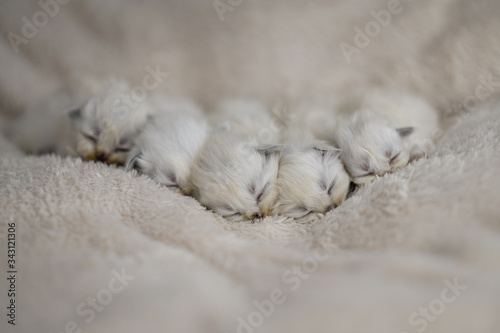 Newborn British Longhair White Kittens Sleeping on a Plaid © flywish
