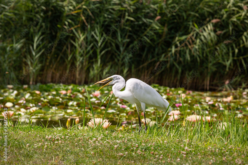 Obraz premium Great Egret (Ardea alba) looks for food