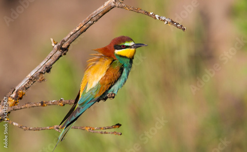 Merops apiaster, common bee-eater, еuropean bee eater. Early morning a bird sits on an old beautiful dry branch