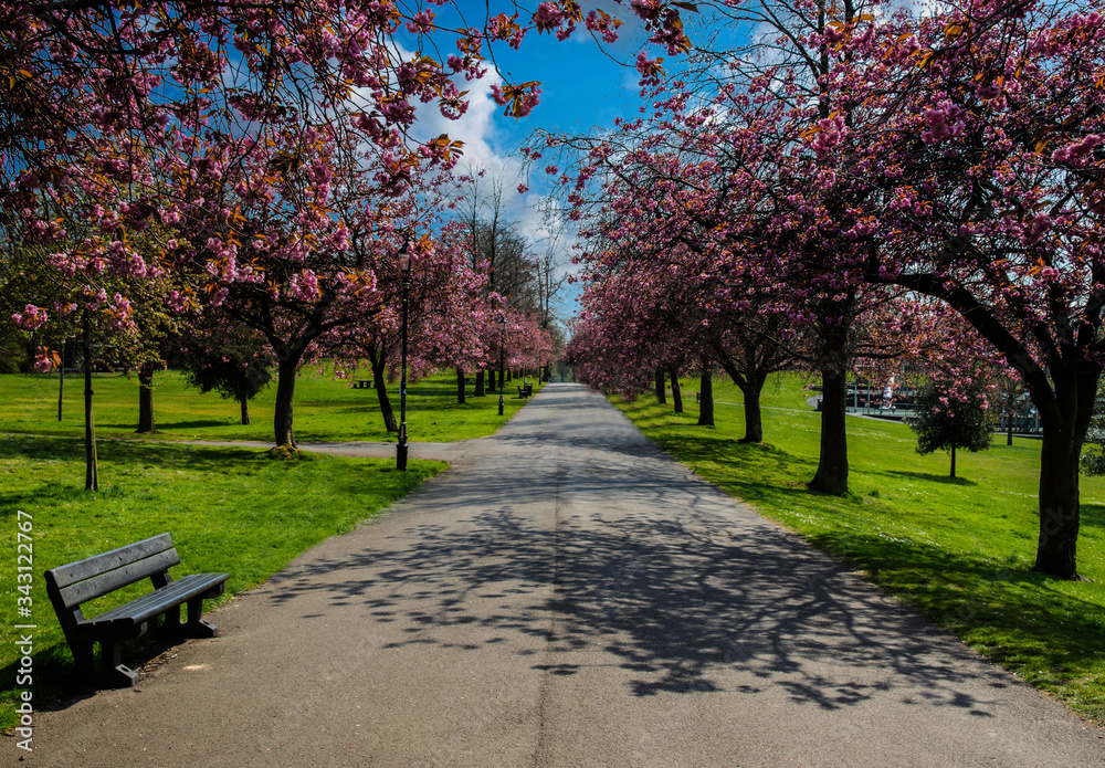 cherry blossom trees in Dunfermline glen, fife, Scotland.