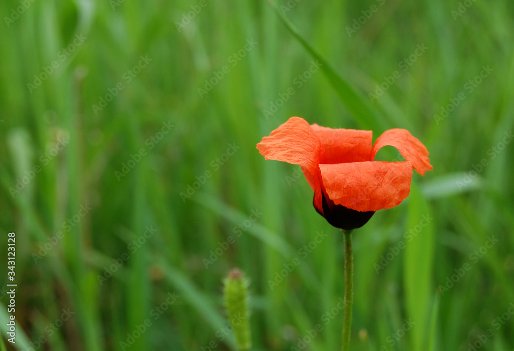 kwiat maku, poppy flower, nature, summer, lato kwiat maku, poppy flower, nature, summer, lato
