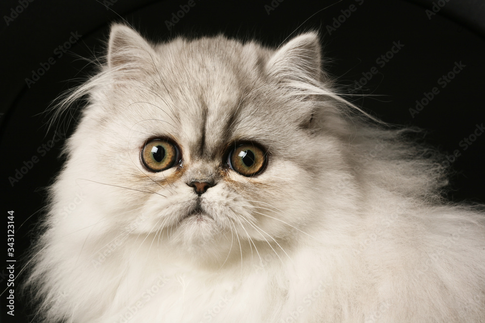 ritratto di bellissimo gatto persiano bianco isolato su sfondo nero