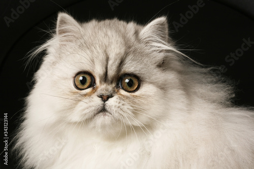 ritratto di bellissimo gatto persiano bianco isolato su sfondo nero © alex.pin