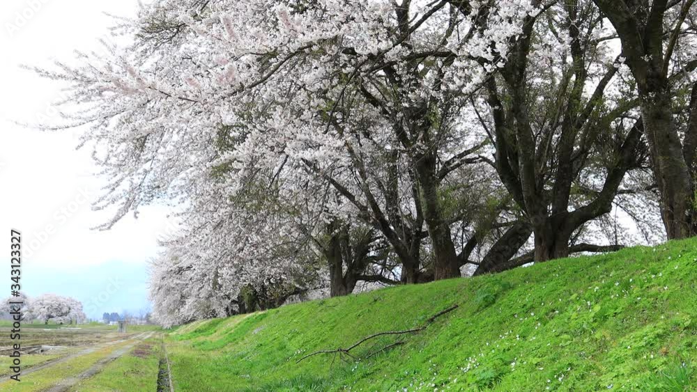 桜　満開　秋田県大仙市中仙