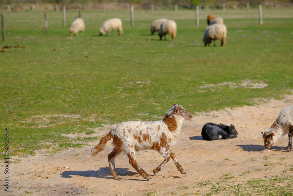 Fototapeta premium Dutch Heath sheep. a white brown lamb is happily jumping on a sunny morning in the grass, small horns. Sheeps in background. Friesland, the Neherlands