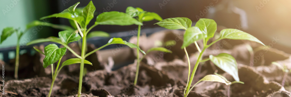 tomato seedling growth in row in dirty soil under ray of sun - obrazy, fototapety, plakaty 