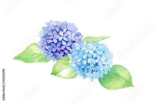 2色のアジサイの花 水彩イラストのトレースベクター レイアウト変更可能 Stock Vector Adobe Stock 2色のアジサイの花 水彩イラストのトレースベクター レイアウト変更可能 Stock Vector Adobe Stock