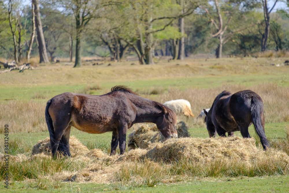 Fototapeta premium Two Exmoor ponies eat hay in a wooded landscape, sheep in background, Friesland, the Netherlands