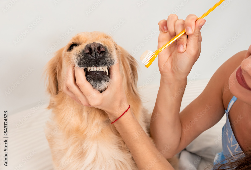 Female hands hold a muzzle and a toothbrush. Woman brushing teeth a