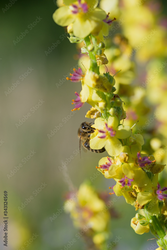 honey bee collecting nectar from black mullein plant. soft background honey bee collecting nectar from black mullein plant. soft background