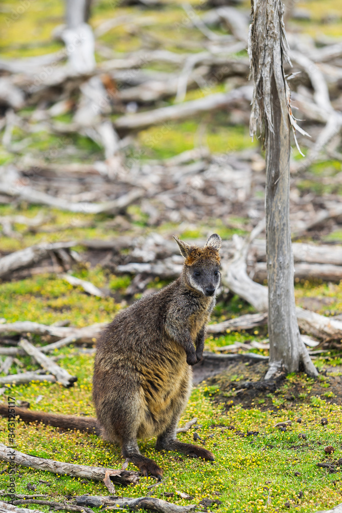 wallaby relaxing in Phillip Island Wildlife Park, Australia. wallaby relaxing in Phillip Island Wildlife Park, Australia.