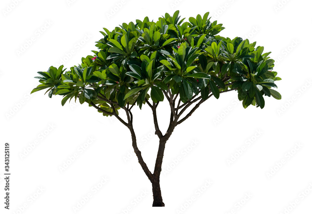 leaves tree branch leelawadee isolated on white background for graphic with clipping path