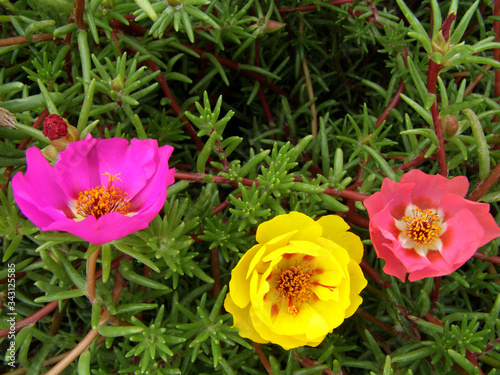 Bright flowers in the meadow  greenery.