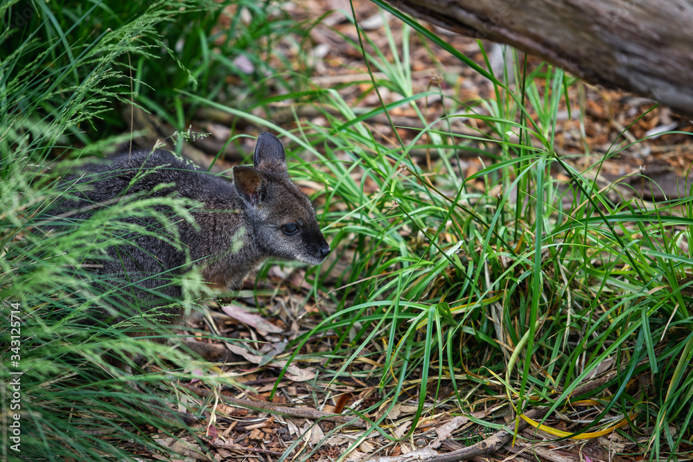 wallabies relaxing in Phillip Island Wildlife Park, Australia.