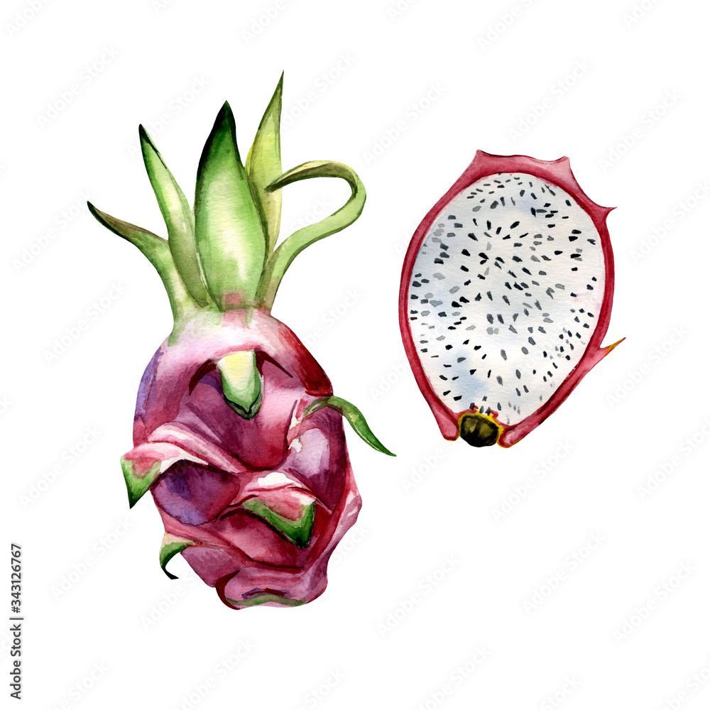 Watercolor hand drawn illustrations of dragon fruit. Isolated elements on white background. Bright realistic tropical artwork for trendy design. Watercolor hand drawn illustrations of dragon fruit. Isolated elements on white background. Bright realistic tropical artwork for trendy design.