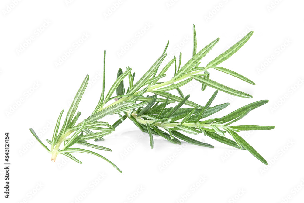 Rosemary isolated on white background.