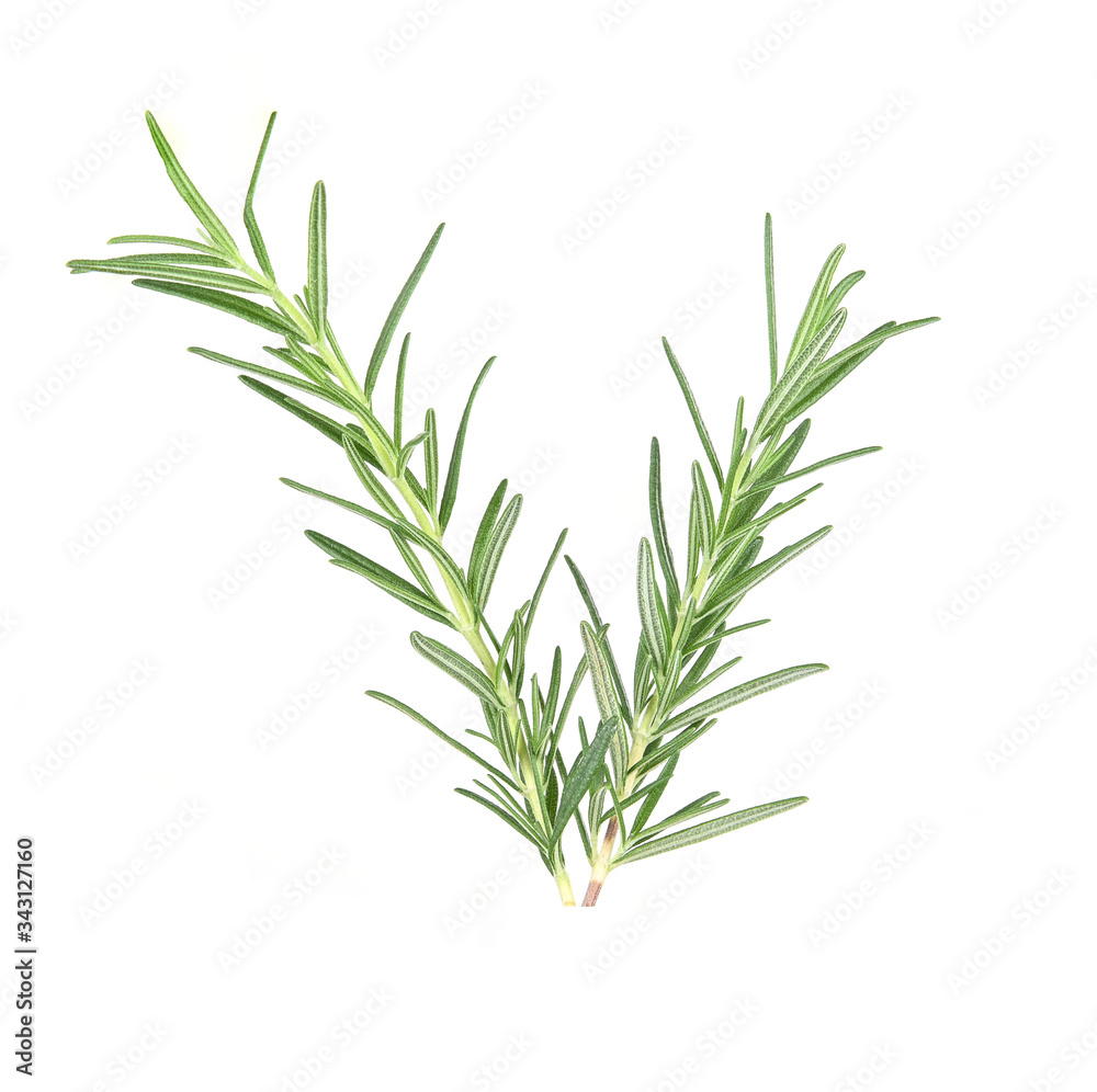 Rosemary isolated on white background.