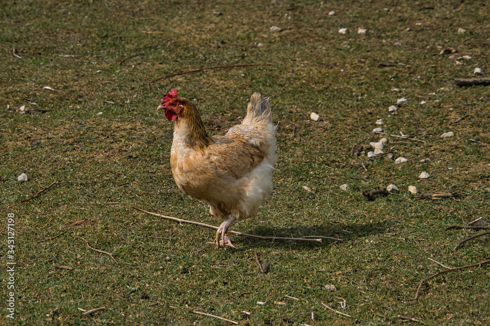 Fototapeta premium Szczęśliwy czerwony brązowy kurczak na pastwisku