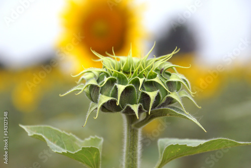 Helianthus annuus, the common sunflower, is a large annual forb of the genus Helianthus grown as a crop for its edible oil and edible fruits. selective focus on photo. with blurry background. photo