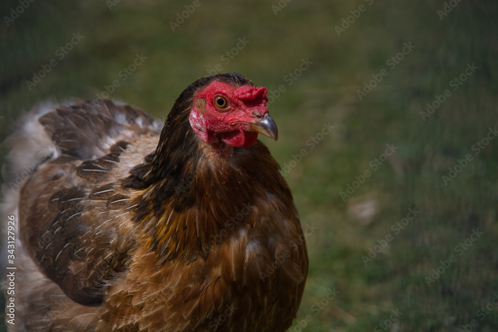 Glückliches rot braunes Huhn auf der Weide