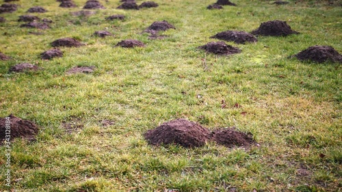 Digged holes by moles in a pattern in a garden lawn, panning shot photo