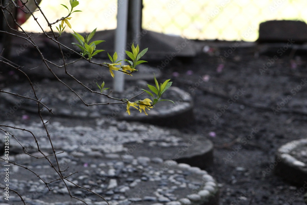tea plant
