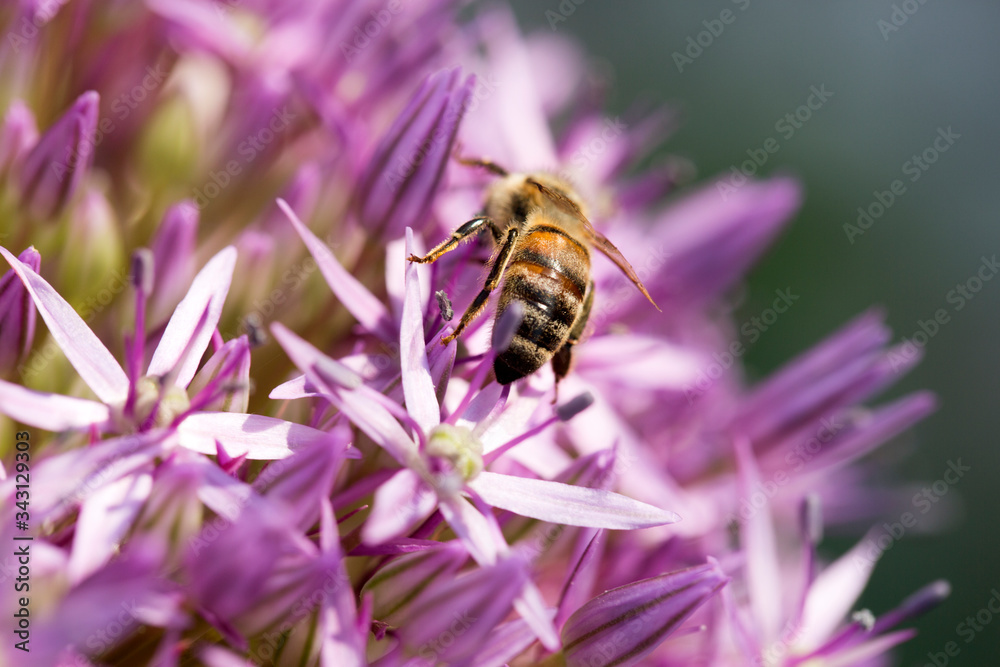Collection of macro shots of allium flower with bee Collection of macro shots of allium flower with bee
