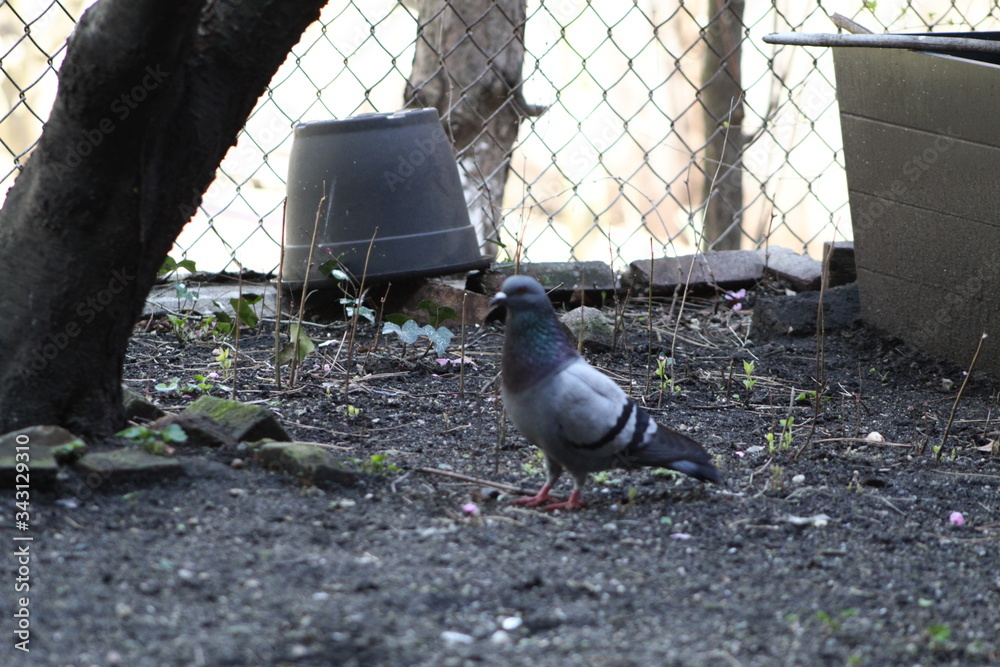 old pigeon