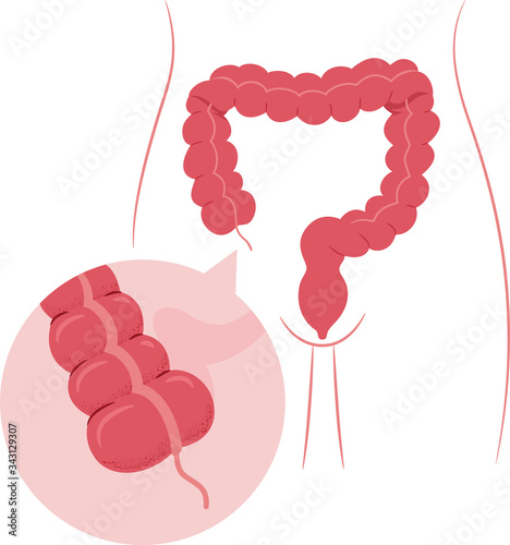 Appendix Body Organ Illustration
