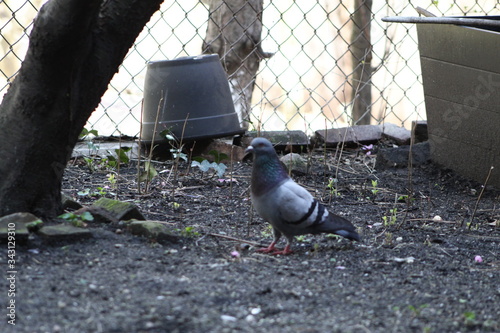 Obraz na płótnie old pigeon w salonie