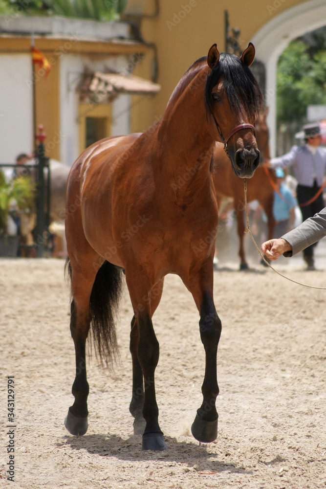 Full length portrait of a brown Spanish horse Full length portrait of a brown Spanish horse