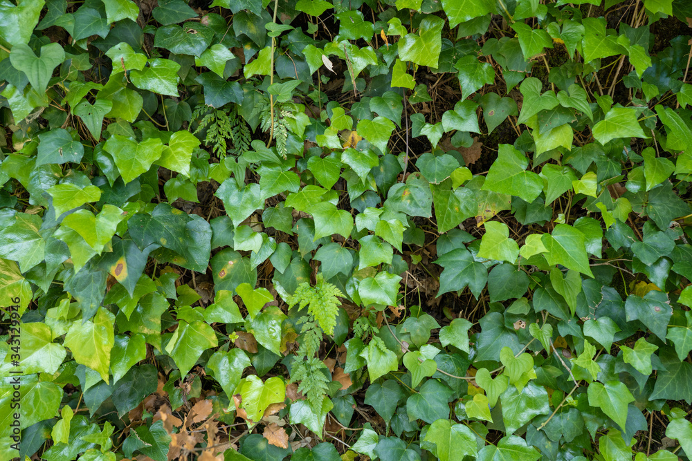 verdes enrredaderas en época de primavera, hojas verdes muro de hojas verdes enrredaderas en época de primavera, hojas verdes muro de hojas