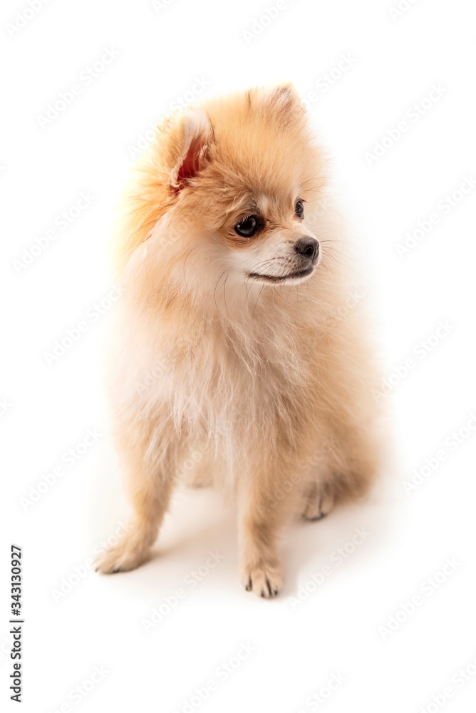 Little Pomeranian first molt Little Pomeranian first molt
