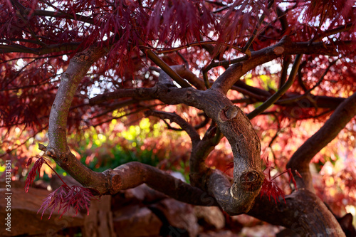 Red foliage of the weeping Laceleaf Japanese Maple tree, Acer palmatum in garden photo
