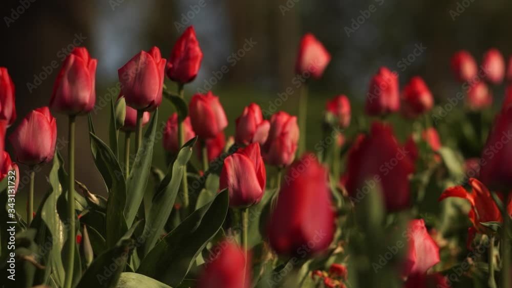 A camera pan movement on a beutiful and colorful tulip field in slow motion movements. The wind is blowing the tulips, a relaxing and colorful close up of the spring presence. A camera pan movement on a beutiful and colorful tulip field in slow motion movements. The wind is blowing the tulips, a relaxing and colorful close up of the spring presence.
