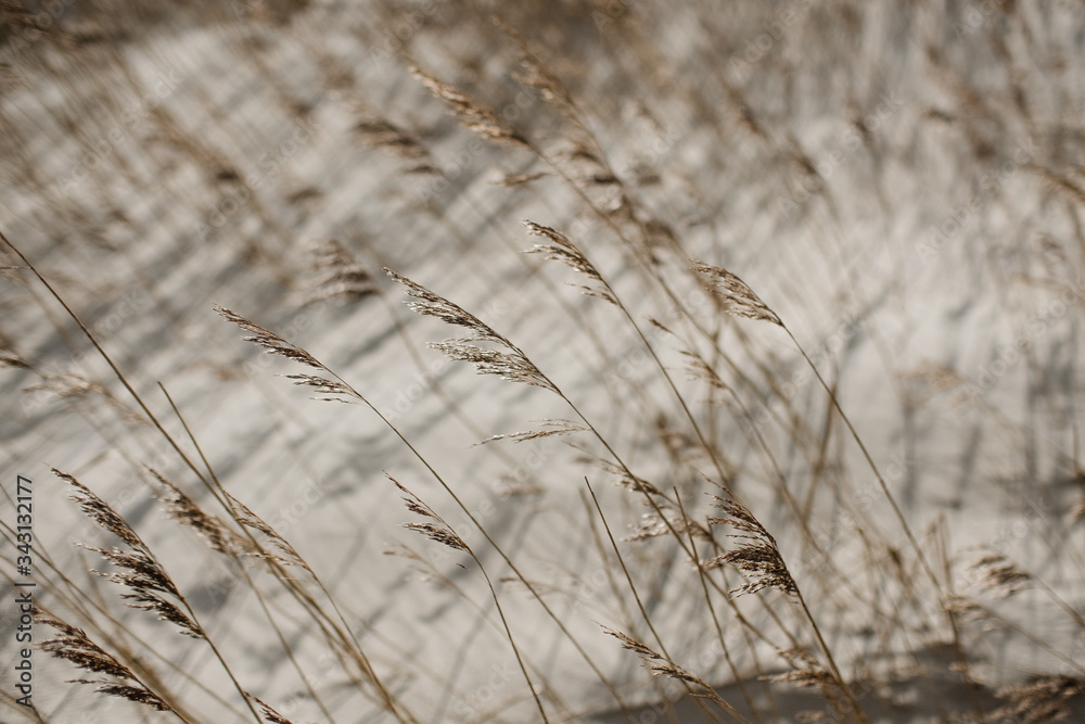 Fototapeta premium Seegräsern