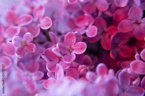 Fresh lilac flowers blooming close up macro