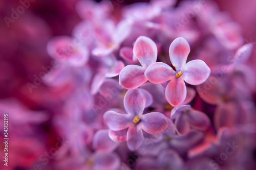 Fresh lilac flowers blooming close up macro
