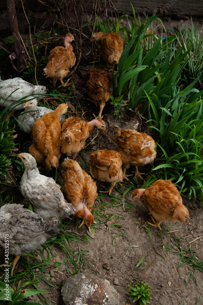 Little domestic hens walk in the courtyard of the village Little domestic hens walk in the courtyard of the village