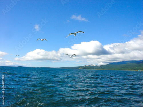 Flying seagulls in the blue sky over Lake Baikal