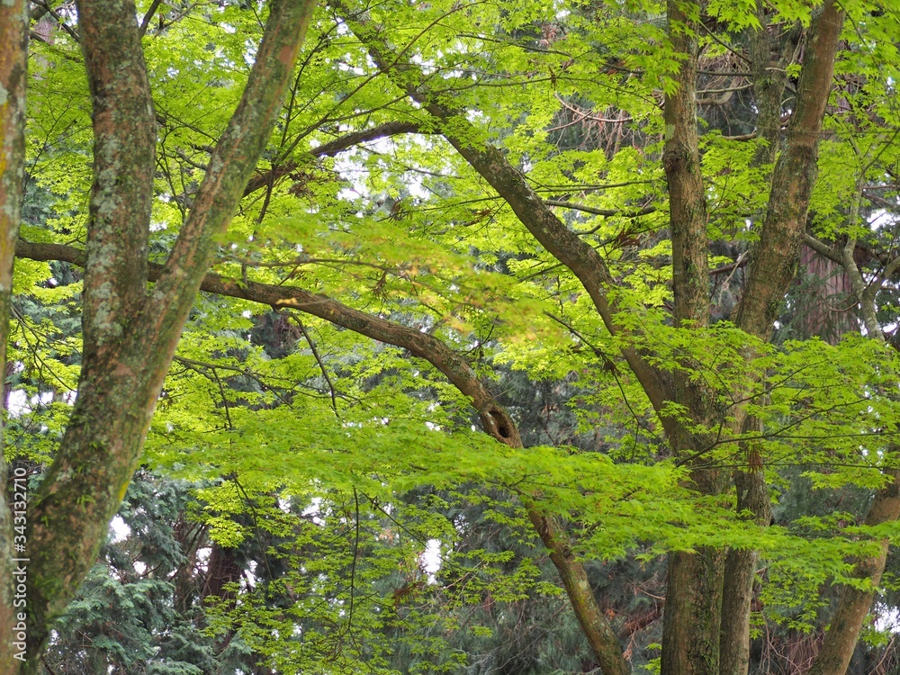 新緑のもみじの木 新緑のもみじの木