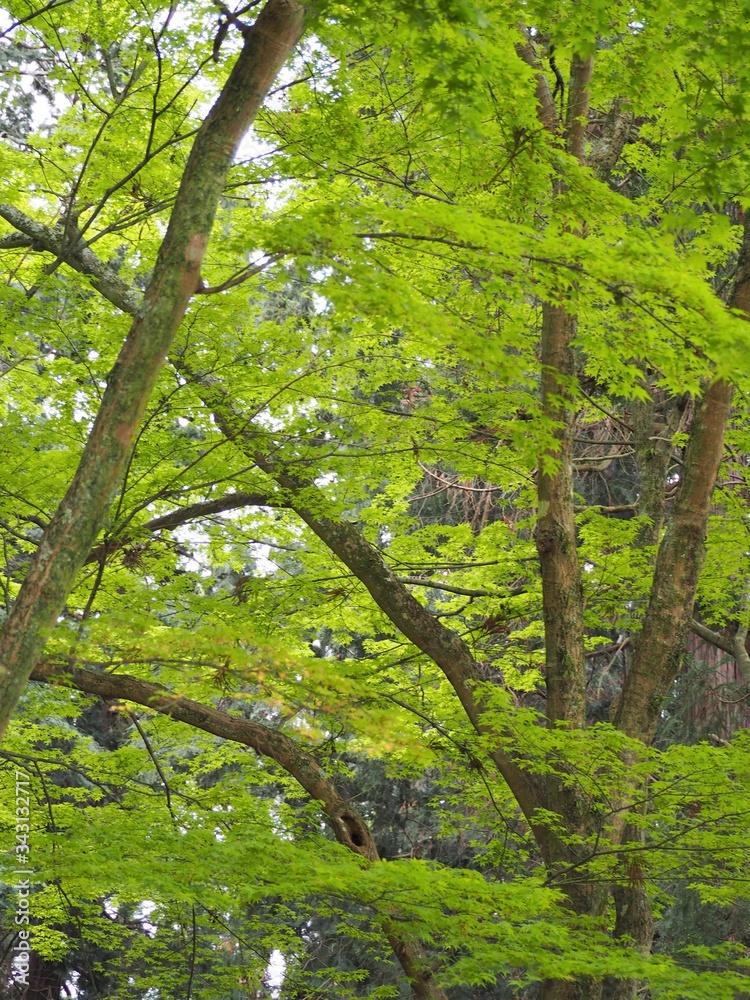 Obraz premium 新緑のもみじの木