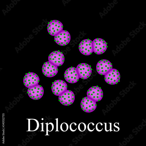 Diplococci structure. Bacteria diplococcus. Infographics. Vector illustration on isolated background