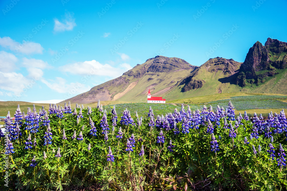 The famous Vik church (Vikurkirkja) and flowers of lupine in Iceland. place of pilgrimage. Impressive landscape. Exotic countries. Amazing places.