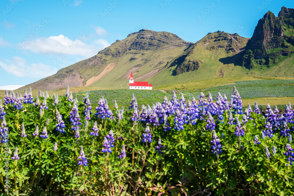 The famous Vik church (Vikurkirkja) and flowers of lupine in Iceland. place of pilgrimage. Impressive landscape. Exotic countries. Amazing places.