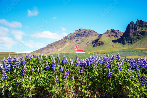Obraz na płótnie The famous Vik church (Vikurkirkja) and flowers of lupine in Iceland. place of pilgrimage. Impressive landscape. Exotic countries. Amazing places. w salonie